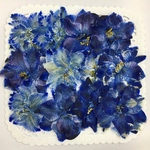  NO.401 ロイヤルブルーの千鳥草／押し花素材