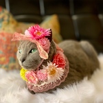 再販【猫用  お試し】ヘッドドレスとミニケープのセット