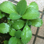 sachirin様専用‼️子宝草