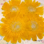 ♡new♡作家様必見♡ 人気のガーベラがいっぱい♡ 押し花セット