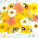 ♡new♡  ♡可愛い押し花セット♡ ♡使いやすい少量の押し花セット♡