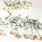 花かんざし15本