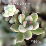 アルジェ・トレレアシー 多肉植物