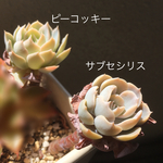 木立サブセシリス・ピーコッキー 多肉植物