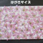 押し花　素材　花いろいろ(彼岸桜) (４０枚)　６２５