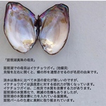 S様専用
