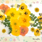 ♡new♡  ♡可愛い押し花セット♡ ♡使いやすい少量の押し花セット♡