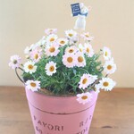 🌺ピンクのマーガレットのブリキ鉢植え*