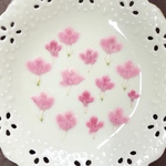 スカビオサ(押し花)