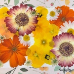♡new♡  ♡可愛い押し花セット♡ ♡使いやすい少量の押し花セット♡