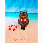 プルメリアレイ、チョーカー、猫ちゃんの首輪