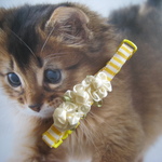 猫　首輪　ストライプ×フラワー