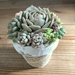 多肉植物　2号鉢植え　フェイクグリーン　C