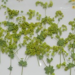 🌼押し花素材。アルケミラ