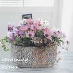 期間限定♡応援価格🌸お花でほっこり🌸ꫛꫀꪝ✧‧˚オステオスペルマムのボリューム寄せ植え