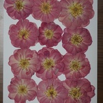 押し花商品【バラ　③　12輪 】