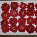 押し花商品【バラ　④　20輪真紅 】