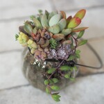 多肉植物アソート(ガラスの器)