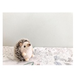 うるうるハリネズミ
