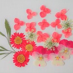 〈押し花⑬〉ノースポール＆ビオラ＆あじさい＆レースフラワー