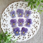 押し花素材　No480　ビオラ8枚のセット　