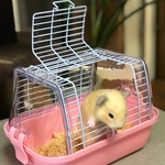 脱走ハムスター！