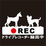 ドラレコＲＥＣ　ステッカー　犬　2頭飼い　多頭飼い　ミニピン　スムースチワワ