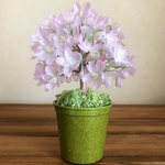 おうちでお花見　小さな桜