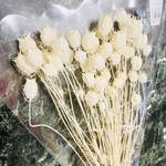 フーセンポピー　オフホワイト　花材　スワッグ
