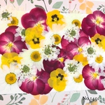 ♡new♡作家様必見♡ ♡赤花処理済ビオラと自然なビオラやノースポール♡MIX押し花セット