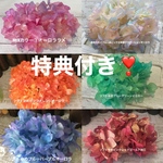 特典付きセット❣️アレンジ加工アジサイ小分けセット❣️ハーバリウムレジンアクセサリーハンドメイド花材プリザーブドフラワー