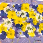 ♡new♡作家様必見♡ ♡ジュリアンや自然なビオラなど♡MIX押し花セット