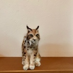 オオヤマネコ 