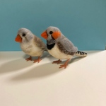 羊毛フェルト ご注文品 キンカチョウ ペア