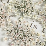 レースフラワーのドライフラワー　baby pink