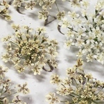 小さめレースフラワーのドライフラワー　beige mix gradation