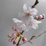 yoripipipi様専用ページ