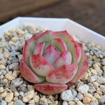 多肉植物 韓国苗 Pinkshine♡