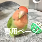【ぴー子★様専用】オーダー出来ます⋆｡˚✩小さなニギコロ♡インコちゃんイヤリング/ピアス