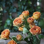 サニーベイブⅡ スプレーバラの Dry Flower（12輪：3本）