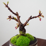 サクラの盆栽（一才桜旭山）　【陶芸家作盆栽鉢】