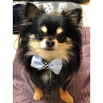 SNSで色違いを購入頂きました◆ワンちゃん用　水色リボンチョーカー　犬服　犬アクセサリー◆
