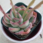 多肉植物❤花うらら❤抜き苗