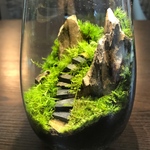 苔テラリウム　LEDライト蓋付き 気孔石の山