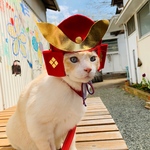 猫・犬【兜】RED/KABUTO