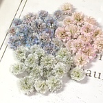 かすみ草　ドライフラワー　pail sweet