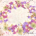 ♡new♡  ♡可愛いスターチスとレースフラワーの押し花セット♡