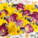 ♡new♡作家様必見♡ ♡赤花処理済ビオラと自然なビオラ ジュリアンやレースフラワー♡MIX押し花セット