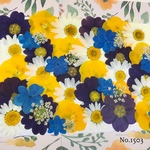 ♡new♡♡ジュリアンと自然なビオラ、着色紫陽花レースフラワー ノースポール♡MIX押し花セット