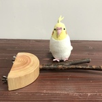 【ぽぷり様オーダー】檜と樫のステージパーチ（S）